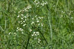 Santa Maria feverfew